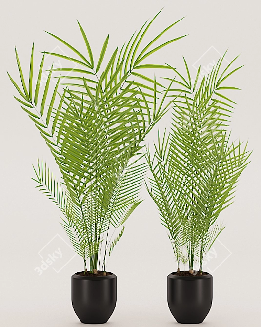 Tropical Palm with Black Pot 3D model image 2