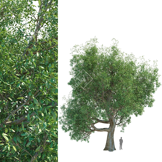 Tall Broadleaf Tree 3D Model 3D model image 1