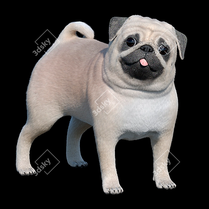 Furry Pug Model 3D model image 1