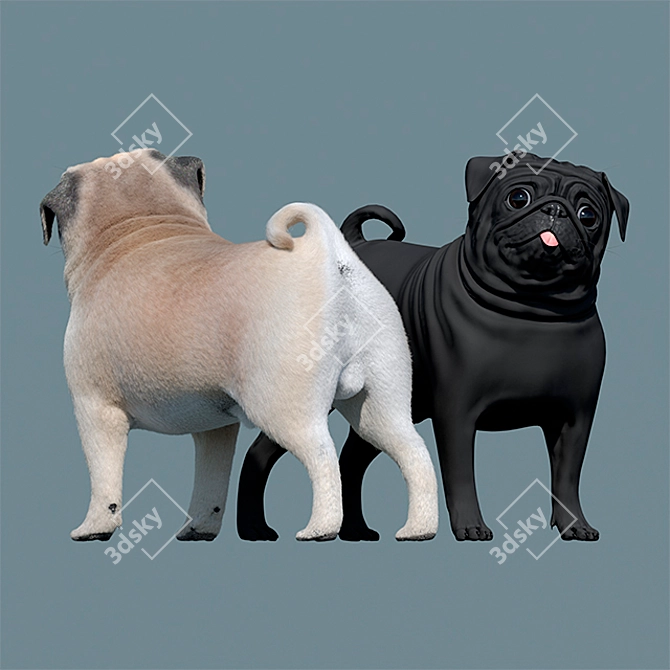 Furry Pug Model 3D model image 3