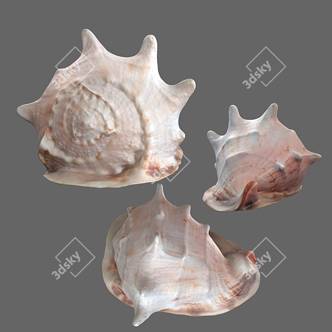 Modern Seashell Sculpture 3D model image 3