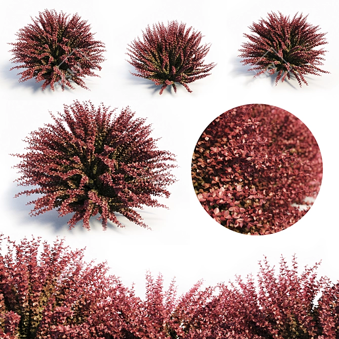  Vibrant Red Barberry Plant 3D model image 1
