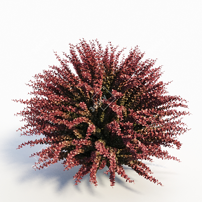  Vibrant Red Barberry Plant 3D model image 2