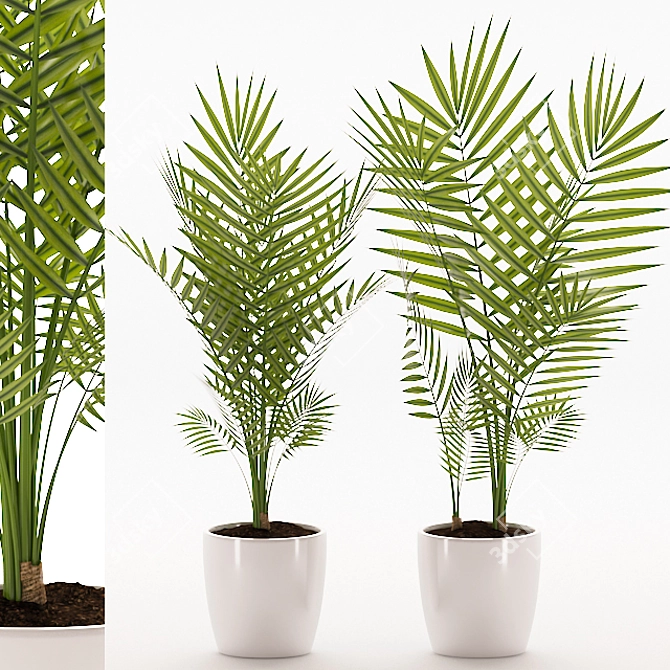 Tropical Palm Plant with Ceramic Pot 3D model image 1