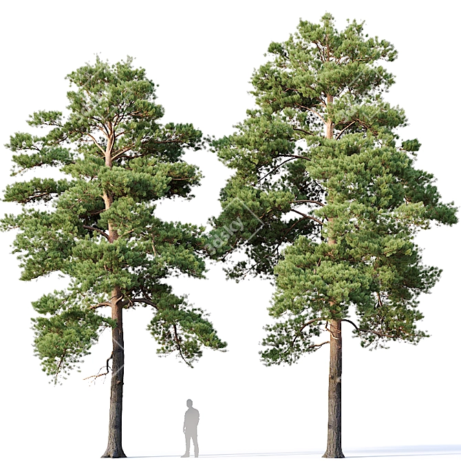 Optimized Pines Set: 12-14m Height 3D model image 1