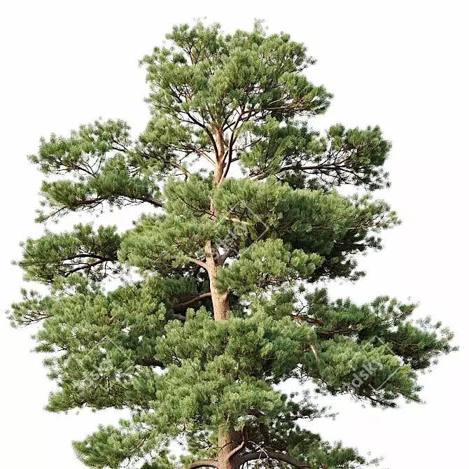 Optimized Pines Set: 12-14m Height 3D model image 3