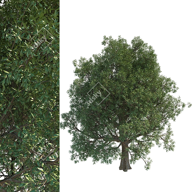 Tall Leafy Tree Accent 3D model image 1