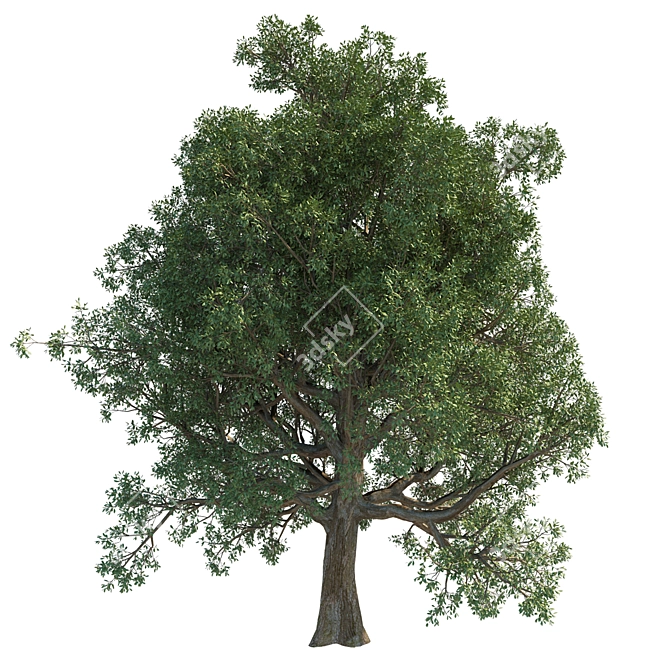 Tall Leafy Tree Accent 3D model image 2