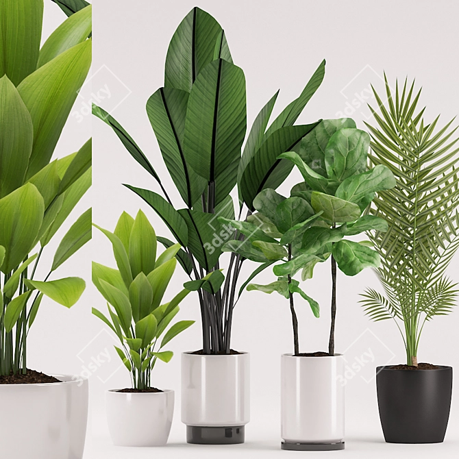 Exotic Plant Collection: Aspidistra, Banana Palm, Ficus Pandurata, Palm 3D model image 1