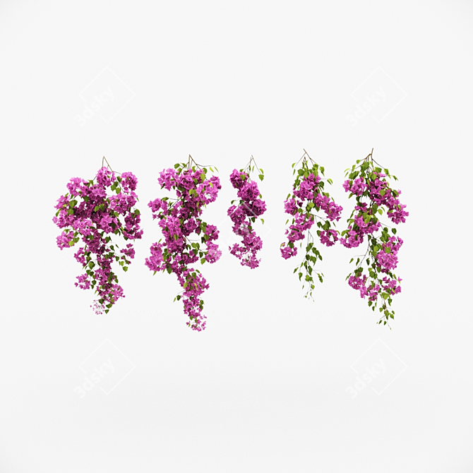 Blooming Bougainvillea Climber: Beautifully Realistic 3D Floral Vine 3D model image 2