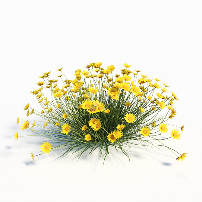 Angelita Daisy: Vibrant Yellow Landscaping Shrub 3D model image 3