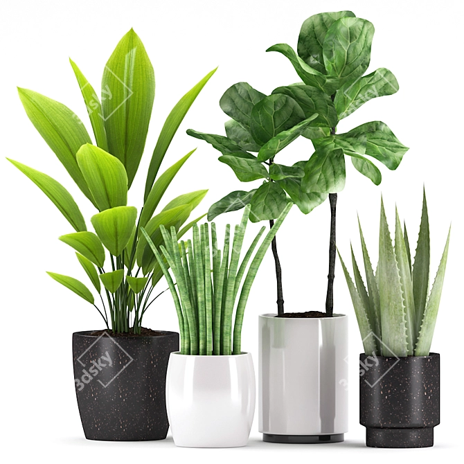 Botanical Bliss: Aspidistra, Sansevieria, Ficus, Aloe Vera 3D model image 2