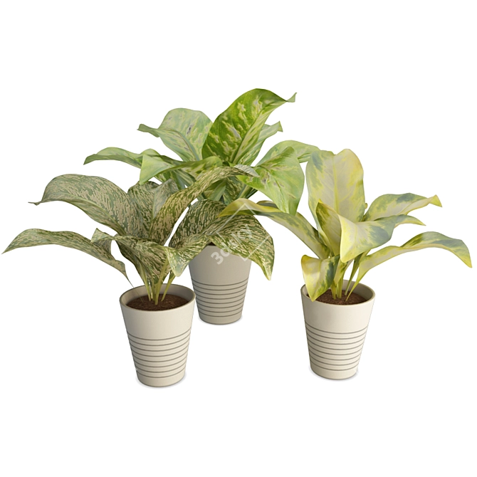 Tropical Diffebachia Plants: 3D Models 3D model image 1