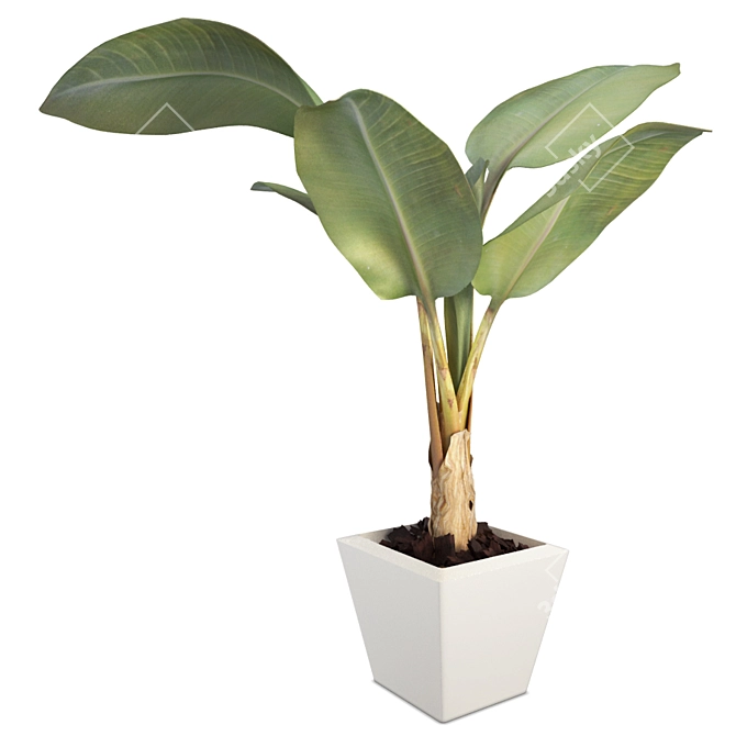 Exotic Tropical Banana Tree 3D model image 1