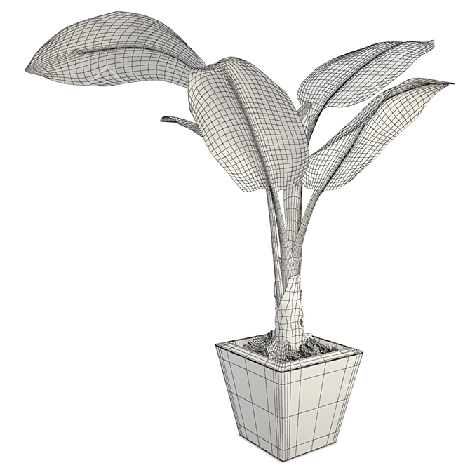 Exotic Tropical Banana Tree 3D model image 2