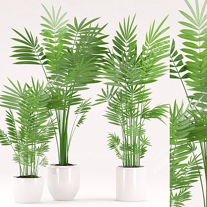 Tropical Palm Plant Set 3D model image 1