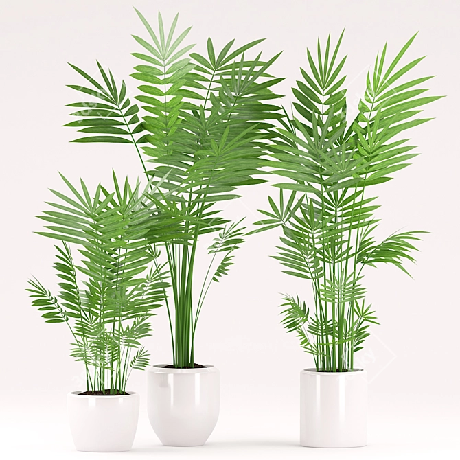 Tropical Palm Plant Set 3D model image 2