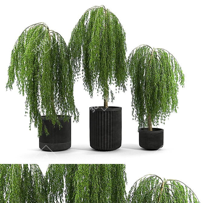 3D Salix Tree Model with Textures 3D model image 1