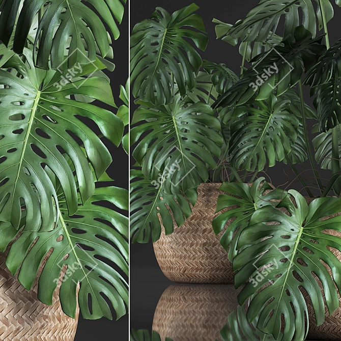 Tropical Monstera Plant in Rattan Basket 3D model image 2