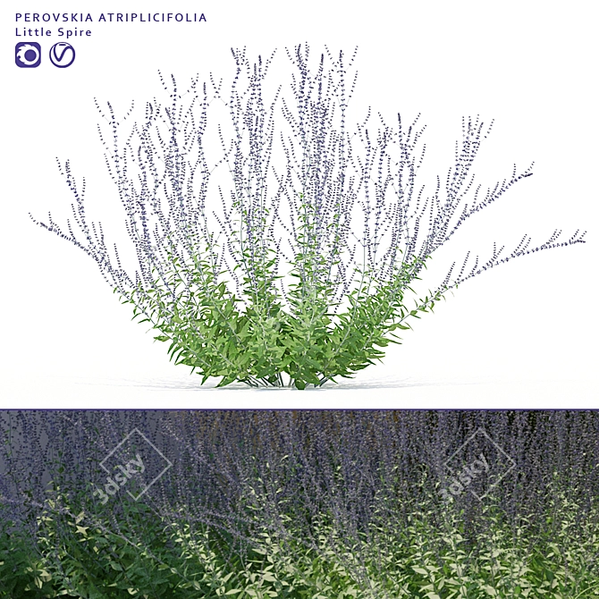 Title: Perovska Swan-Leaved Little Spire | Perovskia Atriplicifolia 3D model image 1