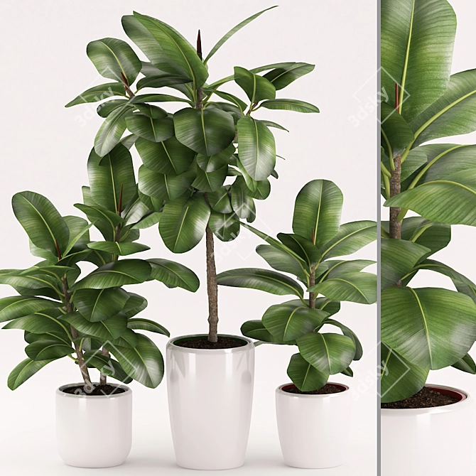 Rubber Plant Set with Ceramic Pot 3D model image 1