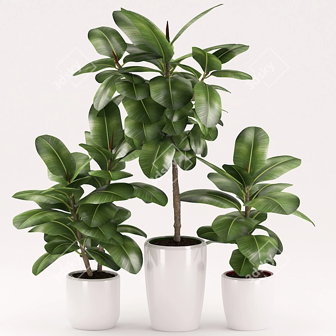 Rubber Plant Set with Ceramic Pot 3D model image 2