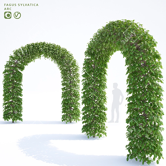 European Beech Arch | Fagus Sylvatica Arch 3D model image 1