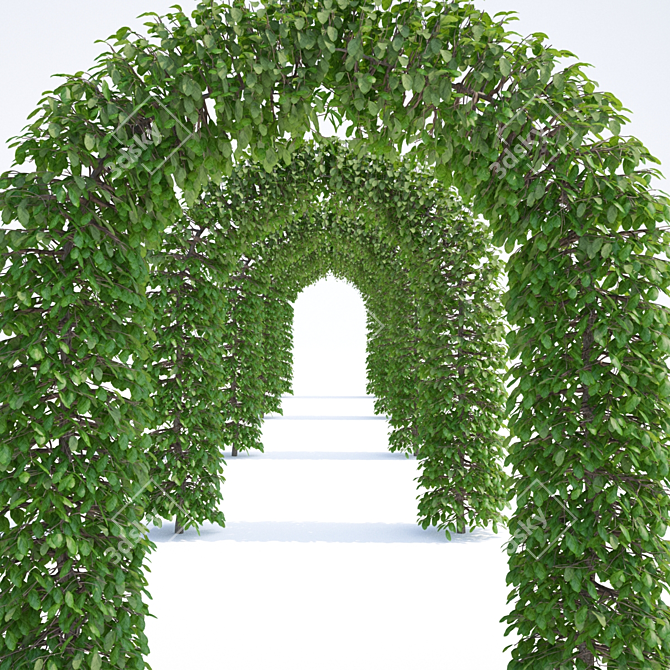 European Beech Arch | Fagus Sylvatica Arch 3D model image 3