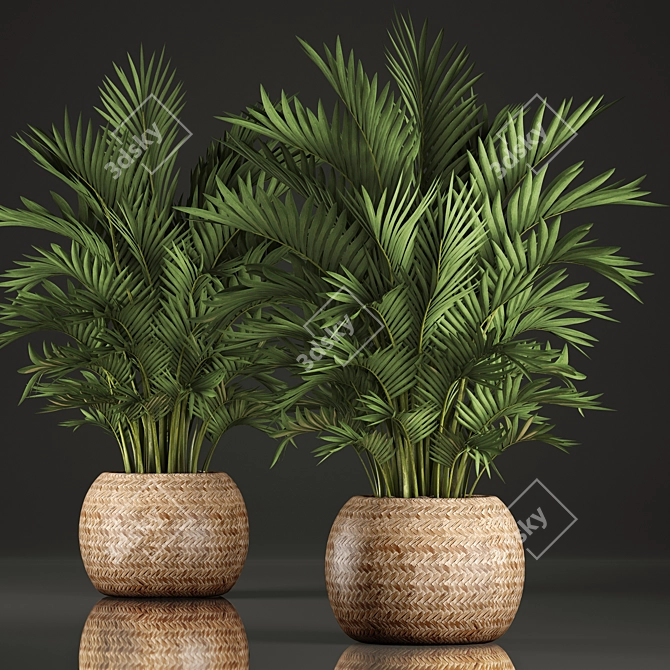 Exotic Indoor Palm Collection 3D model image 1