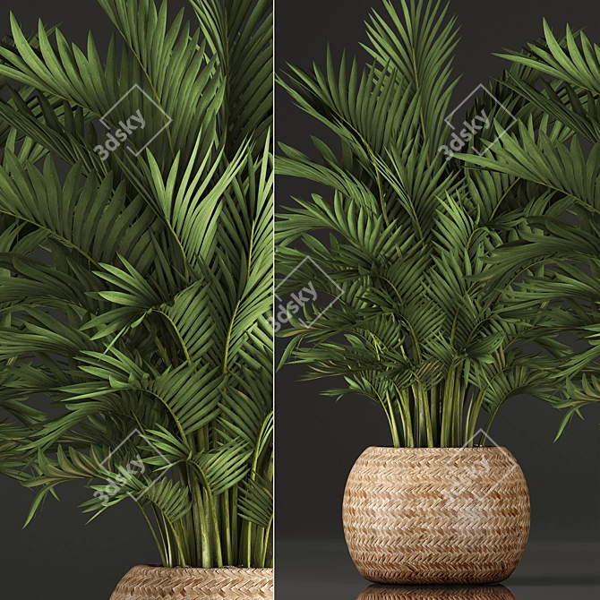 Exotic Indoor Palm Collection 3D model image 2