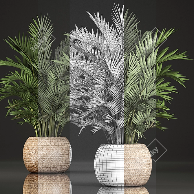 Exotic Indoor Palm Collection 3D model image 3