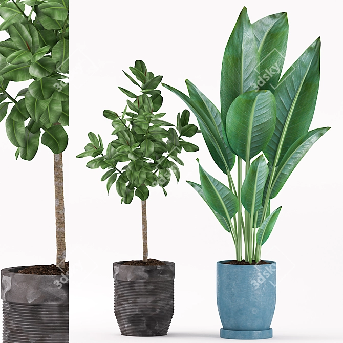 Lush Greenery: Rubber & Paradise Plants 3D model image 1