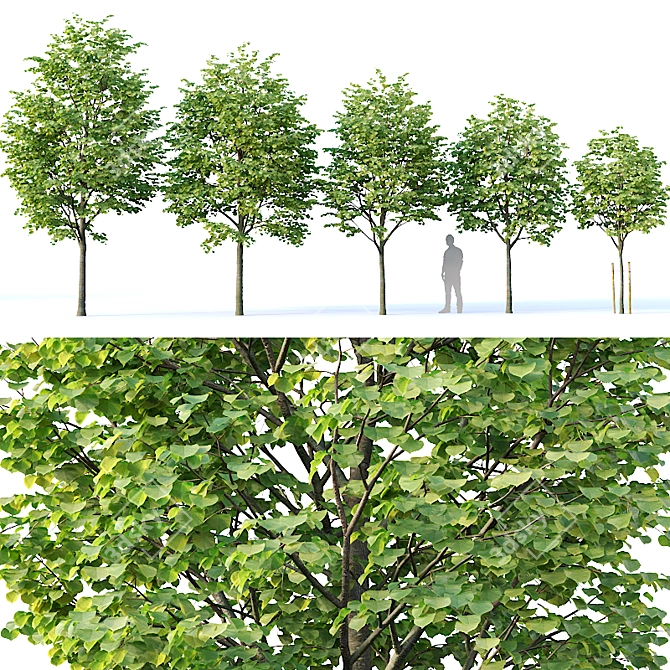 Title: Tilia europaea Set of 5 Trees 3D model image 1