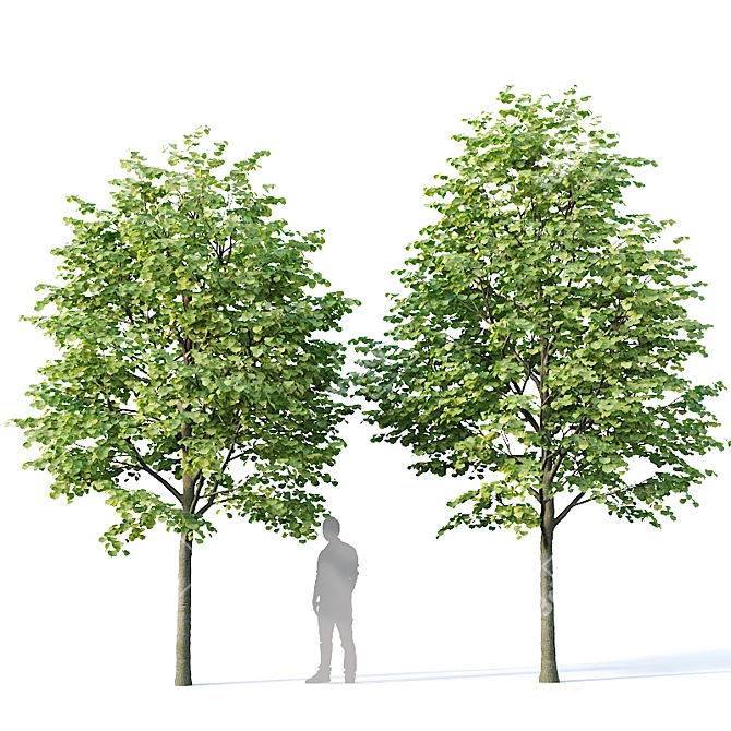 Title: Tilia europaea Set of 5 Trees 3D model image 3