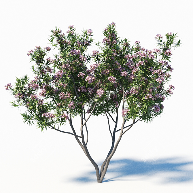 Pink Dawn Tree: Chitalpa Tashkentensis 3D model image 2