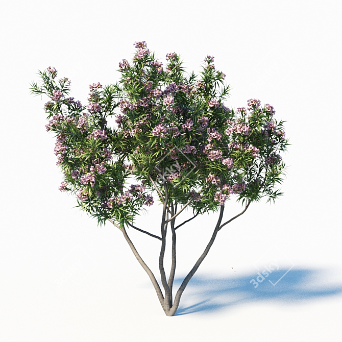 Pink Dawn Tree: Chitalpa Tashkentensis 3D model image 3