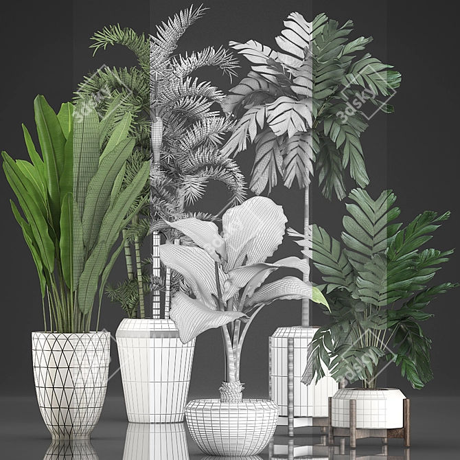 Exotic Houseplants Collection 3D model image 3