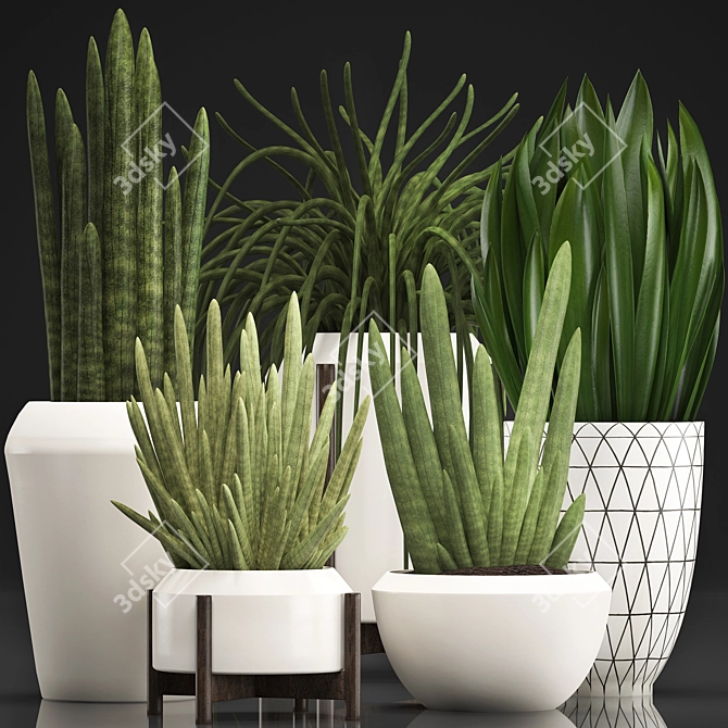 Exotic Houseplant Collection - Sansevieria 3D model image 1