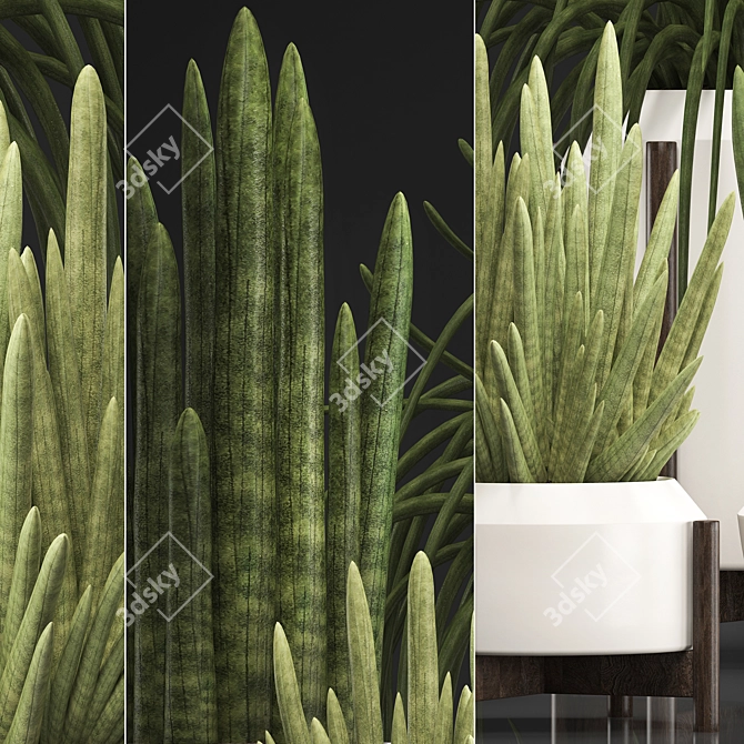 Exotic Houseplant Collection - Sansevieria 3D model image 2