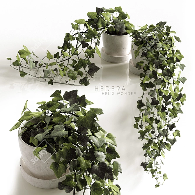 Ivy Wonder: Elegant Hedera Helix Hanging Plants 3D model image 1