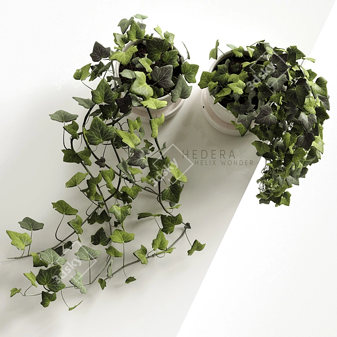 Ivy Wonder: Elegant Hedera Helix Hanging Plants 3D model image 3