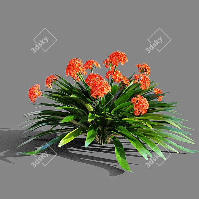 Exquisite Clivia miniata: A Botanical Marvel 3D model image 1