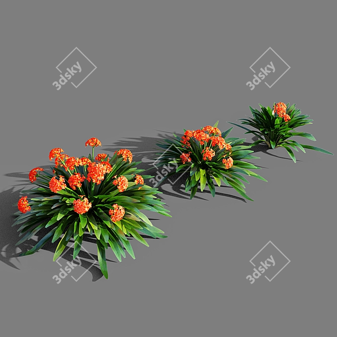 Exquisite Clivia miniata: A Botanical Marvel 3D model image 2