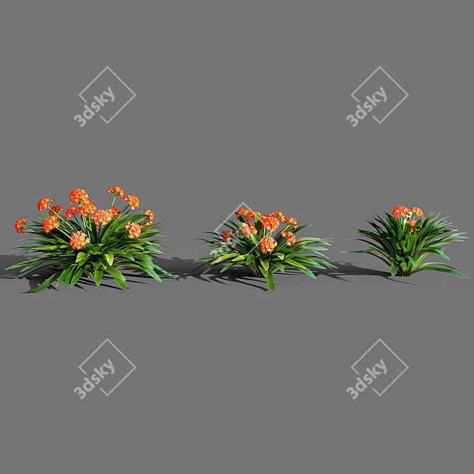 Exquisite Clivia miniata: A Botanical Marvel 3D model image 3