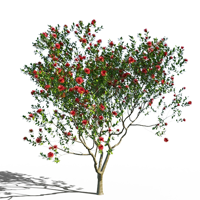 Coastal Evergreen: Pohutukawa Blossom 3D model image 1