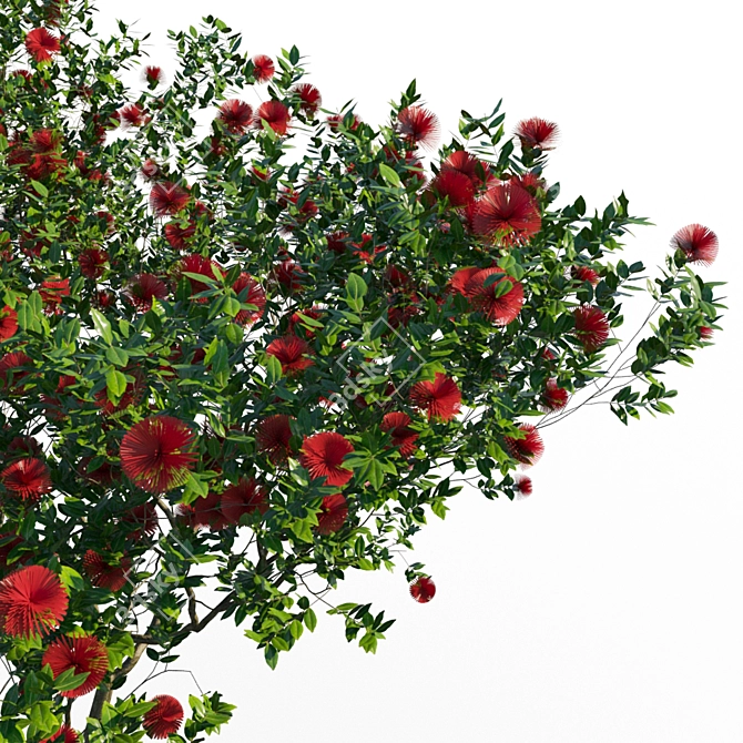 Coastal Evergreen: Pohutukawa Blossom 3D model image 2