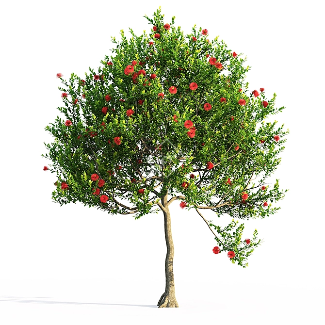 Vibrant Pohutukawa Blossoms 3D model image 1