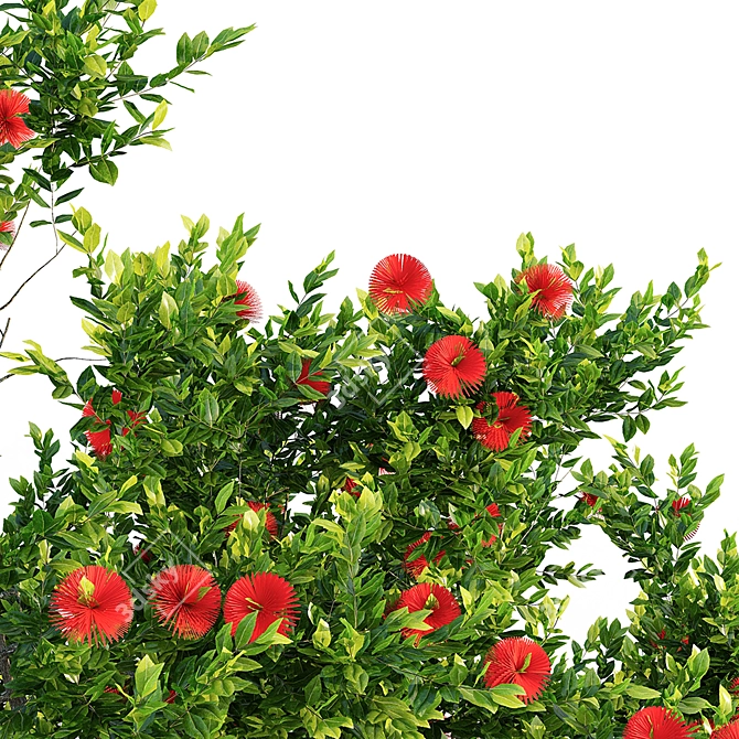 Vibrant Pohutukawa Blossoms 3D model image 3