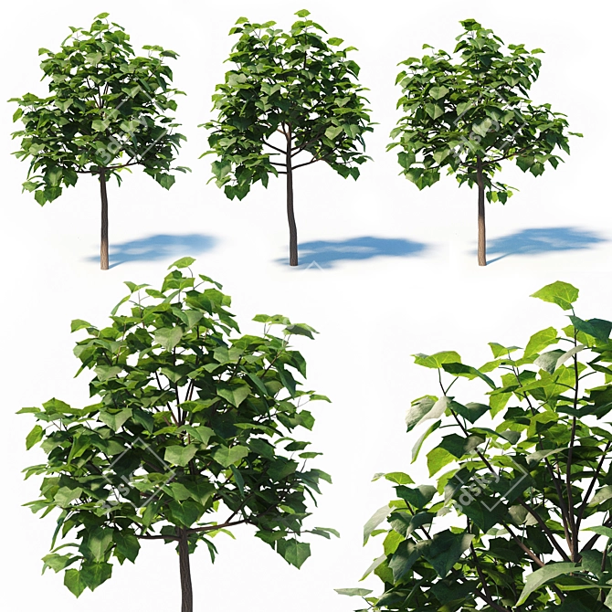 Paulownia Elongata (4m) - 3 Tree Set 3D model image 1