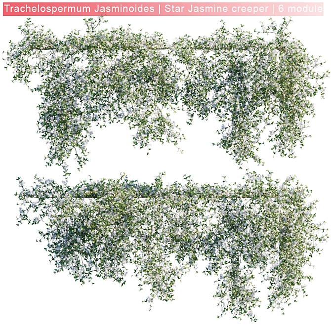 Trachelospermum Jasminoides: Vibrant Star Jasmine Creeper 3D model image 1